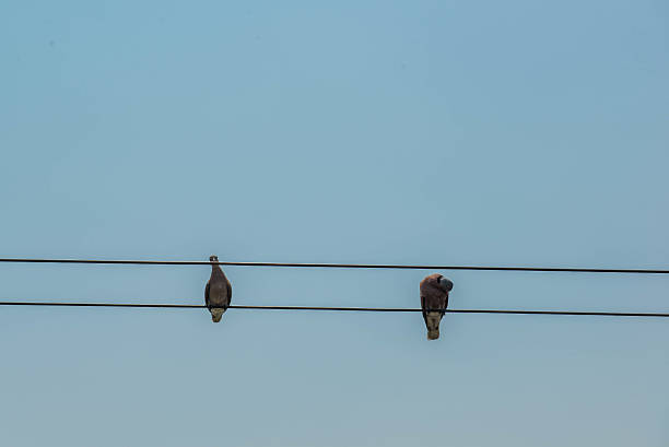 istock Two birds on power line in front of blue sky 541302268