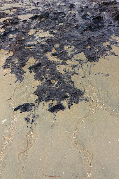istock Coastal areas are filled with mud 541302904