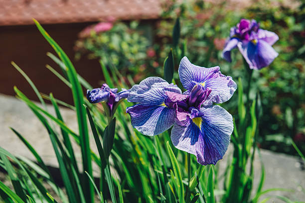 Iris Flowers On The Wind stock photo