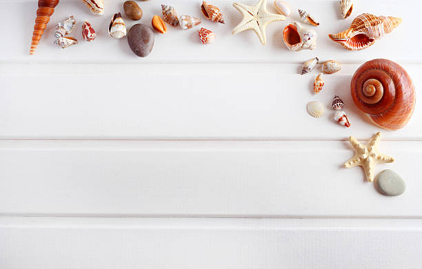 istock Frame shells sea summer vacation concept wood background 541305228