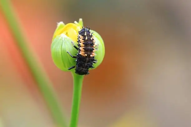 Photo of Ladybird Larvae on a flower Bud