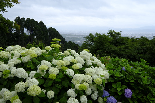 Hydrangea is one of the most famous flowers in Kyoto, Japan.