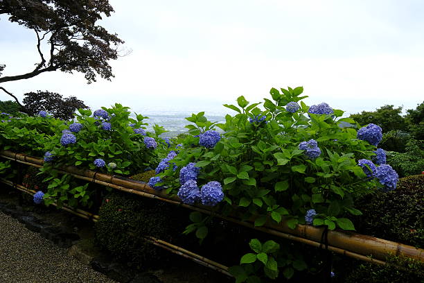 istock Hydrangea, Ukyo Ward, Kyoto, Japan 541306636
