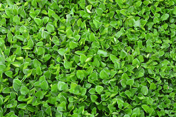 jacinto-de-água - water hyacinth water plant pond nobody imagens e fotografias de stock