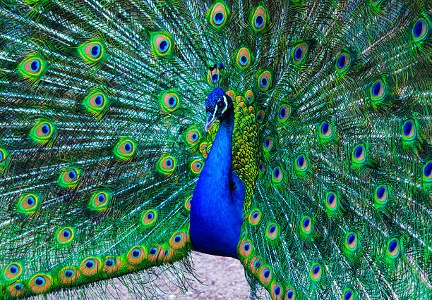 istock peacock. peafowl. Beautiful spread of a peacock. 541307256