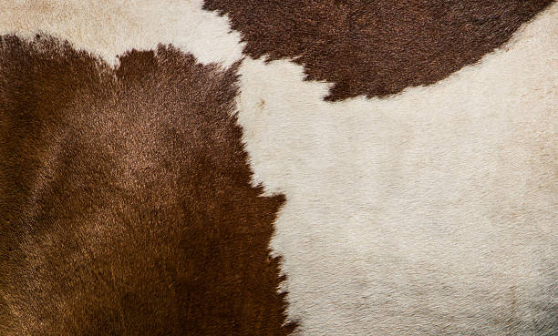 istock Spotted horse skin 541308874
