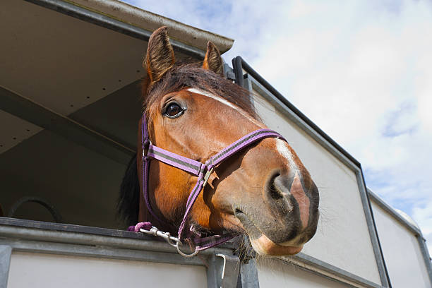 Hosres head looking down from horse box. stock photo