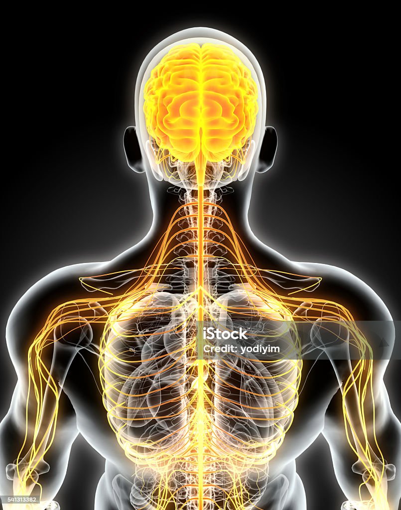 3D illustration male nervous system. 3D illustration male nervous system, medical concept. Human Nervous System Stock Photo