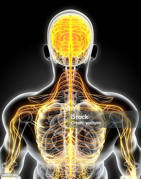 3d Illustration Male Nervous System Stock Photo - Download Image Now - Human Nervous System, Anatomy, Anxiety