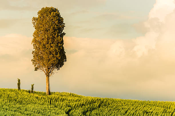 istock Sunrise in Tuscany 541563604