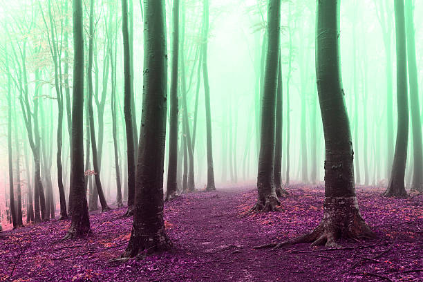 istock Mysterious foggy forest atmosphere 541563620