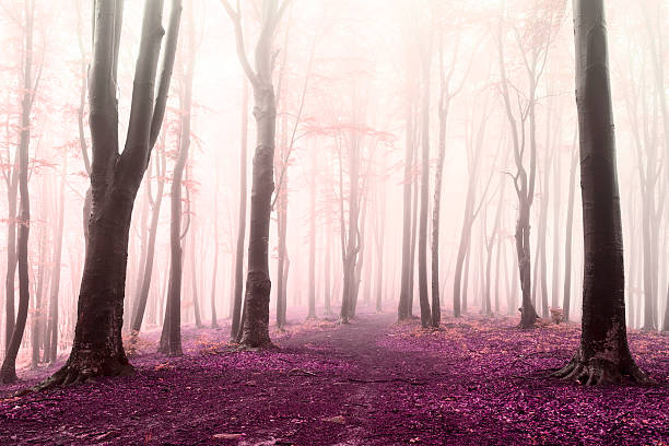 istock Dreamlike fog into the forest 541563856
