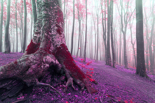 istock Old tree with big roots. Red moss and leaves 541564250