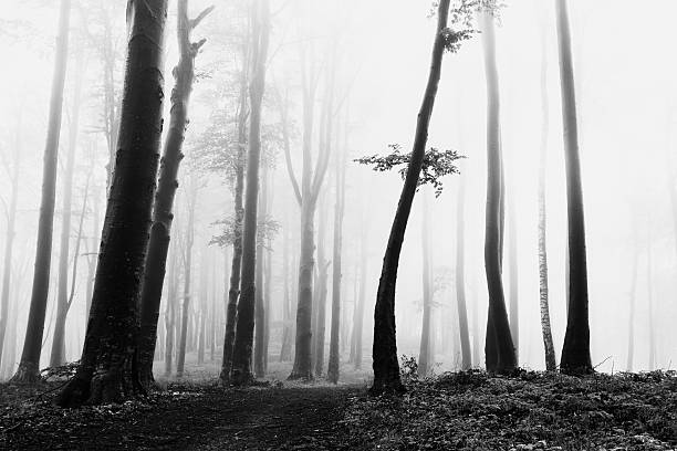 arbre sombre dans une forêt effrayante - autumn street single lane road tree photos et images de collection