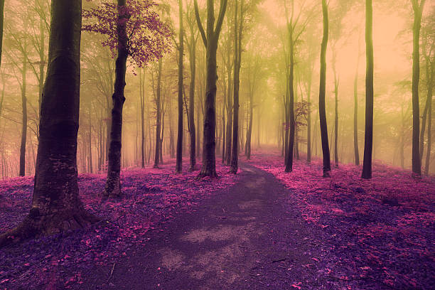 istock Filtered image of a magic train in the forest 541564712