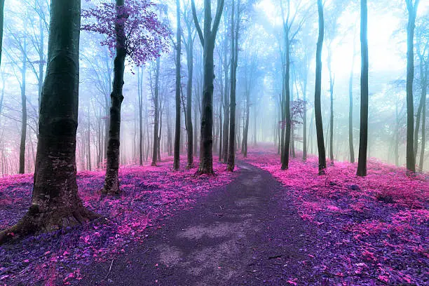 Photo of Other worldly colors in the forest