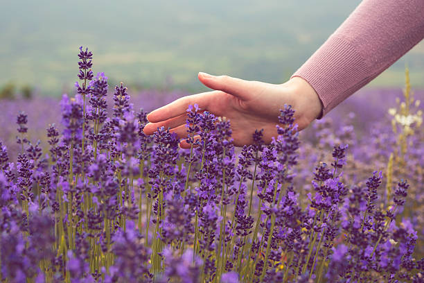 istock Through the purple field 541565658