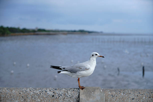 istock side view of a seagull 541565688