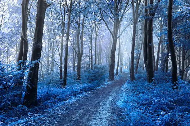 Photo of Cold blue leaves in other worldly forest