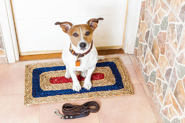 istock dog and owner  with leash 541566218