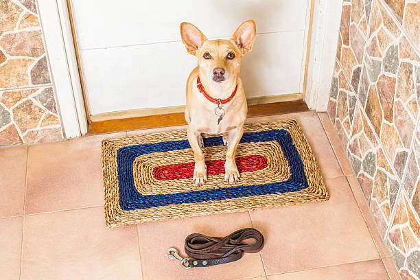istock dog and owner  with leash 541566332
