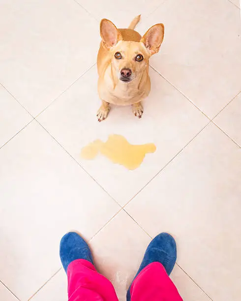 chihuahua dog being punished for urinate or pee  at home by his owner, isolated on the floor