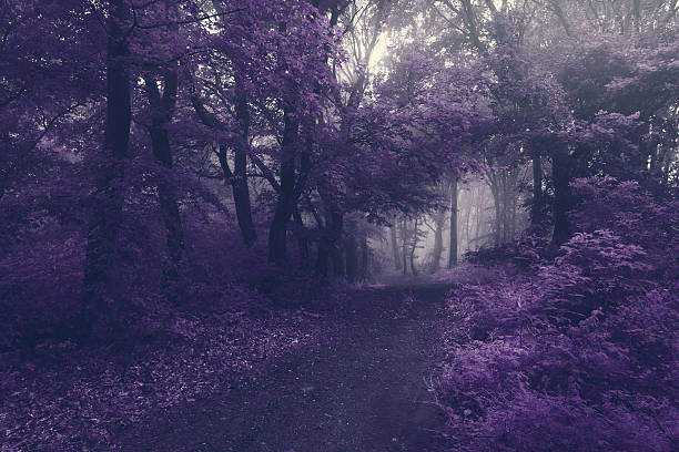 istock Filtered image of forest trail 541566944