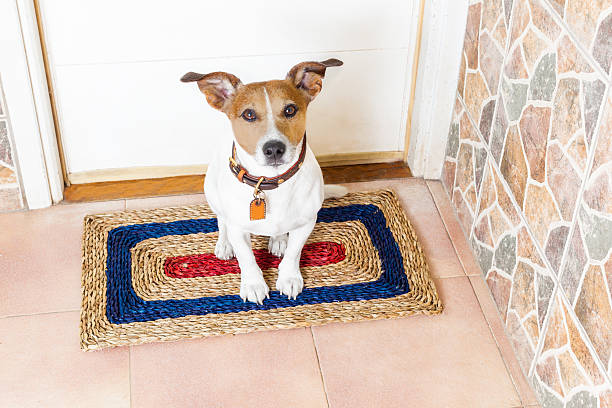 istock dog and owner  with leash 541567012