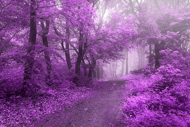 istock Purple leaves in fairy tale forest 541567098