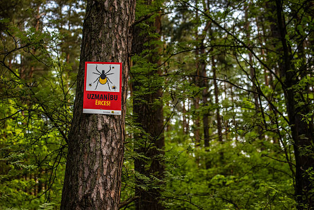 istock Warning Sign for Ticks in Latvian Forest 541567244