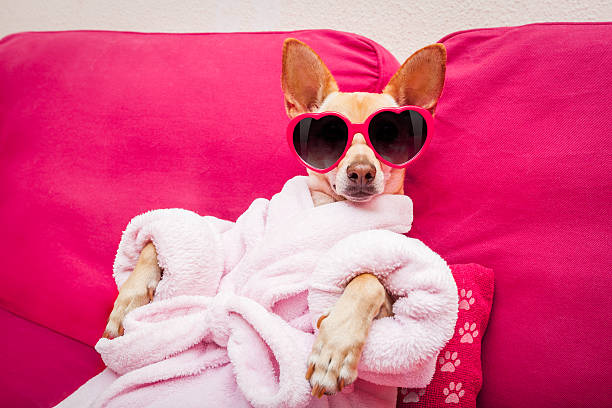dog spa wellness chihuahua dog relaxing  and lying, in   spa wellness center ,wearing a  bathrobe and funny sunglasses chihuahua dog photos stock pictures, royalty-free photos & images