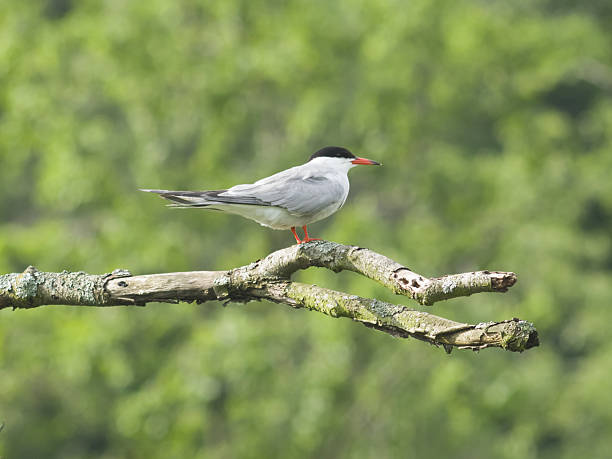 istock Common tern, Sterna hirundo, on dry branch, portrait, selective focus 541568460