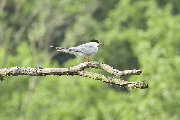 istock Common tern, Sterna hirundo, on dry branch, portrait, selective focus 541568558