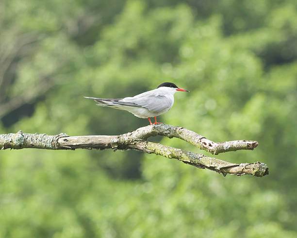 istock Common tern, Sterna hirundo, on dry branch, portrait, selective focus 541568696