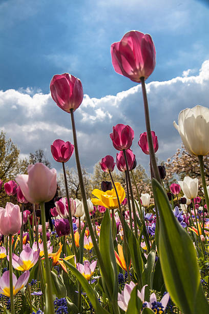 istock tulips, garden, flowers, spring, keukenhof, 541568758