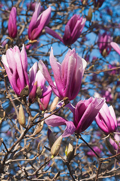 Girl hybrid magnolia Betty Girl hybrid magnolia Betty (Magnolia x hybrid Betty). Hybrid between Magnolia liliflora Nigra and Magnolia stellata Rosea jane magnolia stock pictures, royalty-free photos & images