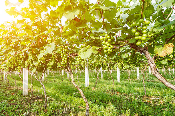istock grapes with green leaves on the vine 541569206