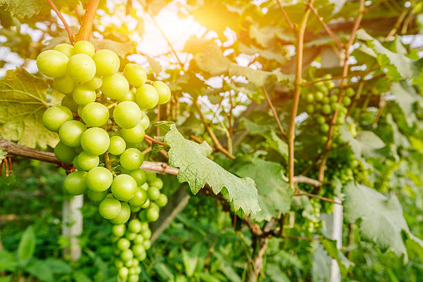 istock grapes with green leaves on the vine 541569412