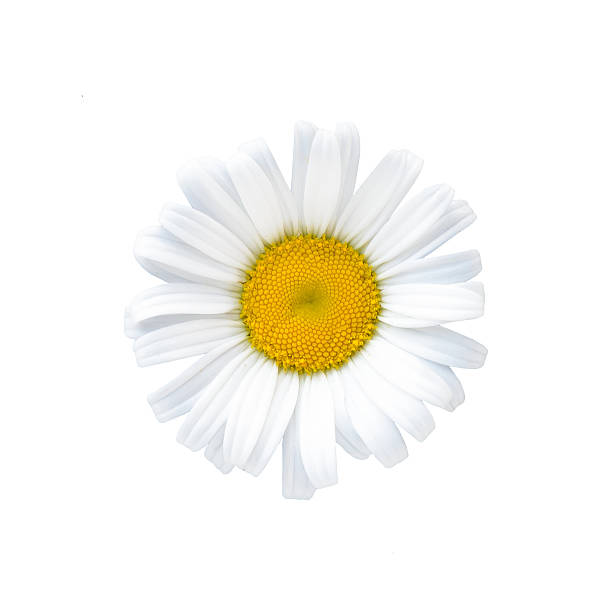istock Natural daisy flower isolated on White 541569596