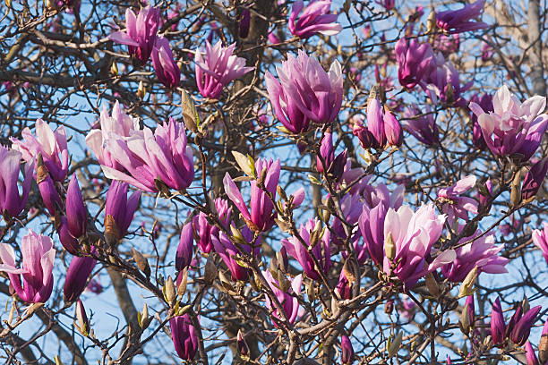Girl hybrid magnolia Betty Girl hybrid magnolia Betty (Magnolia x hybrid Betty). Hybrid between Magnolia liliflora Nigra and Magnolia stellata Rosea jane magnolia stock pictures, royalty-free photos & images