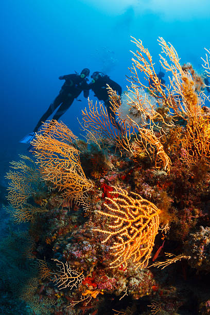 Scuba diving. Beautiful sea life, live sea orange gorgonian. Underwater scene with couple scuba divers, explore and enjoy at coral reef. Scuba diver point of view.