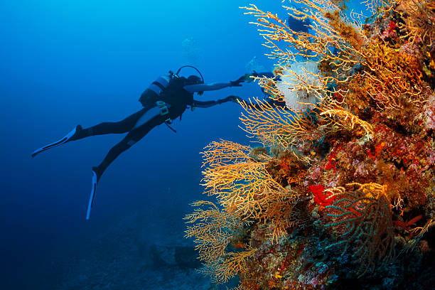 Underwater  Scuba divers enjoy  Explore coral reef   Sea life Scuba diving. Beautiful sea life, live sea orange gorgonian. Underwater scene with couple scuba divers, explore and enjoy at coral reef. Scuba diver point of view. scuba diver point of view stock pictures, royalty-free photos & images