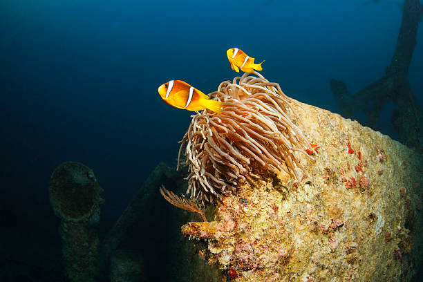 Underwater Shipwreck. Wreck diving. Sea life, anemone and clownfish. Scuba diver point of view.  Red Sea, diving site.