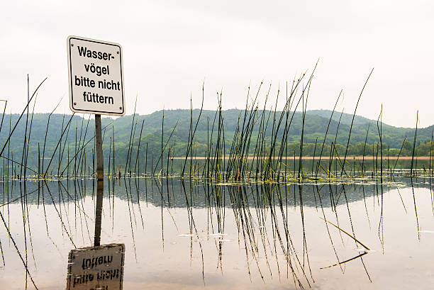 istock Lake with reeds and sign for birds 541571916