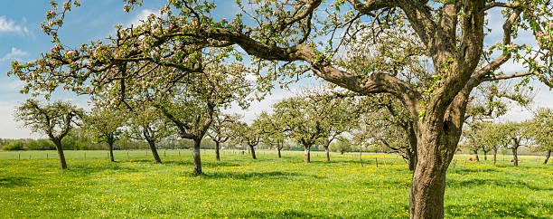 apple 나무 꽃이 만발한 있는 orchard - single flower flower spring apple tree 뉴스 사진 이미지