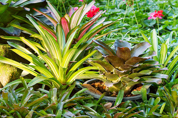 istock Hybrid of bromeliad decoration 541572422