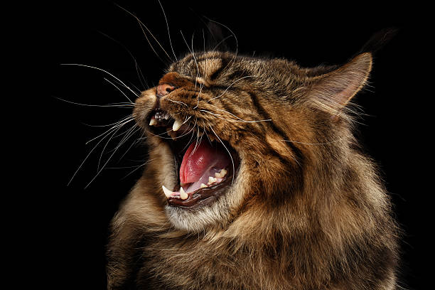 istock Close-up Angry Maine Coon Cat Hiss Isolated on Black 541573196