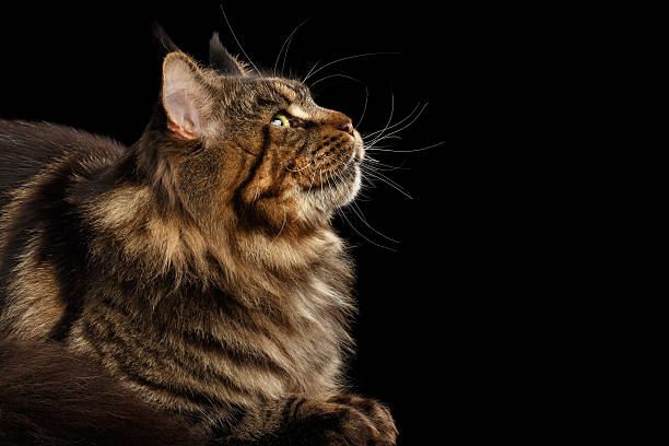 istock Closeup Maine Coon Cat Lying, Looking up Isolated Black Background 541573390