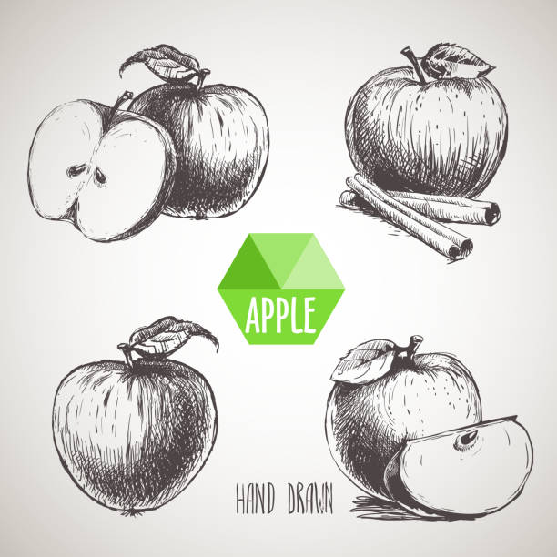 ilustraciones, imágenes clip art, dibujos animados e iconos de stock de conjunto de manzanas de boceto dibujadas a mano. - apple