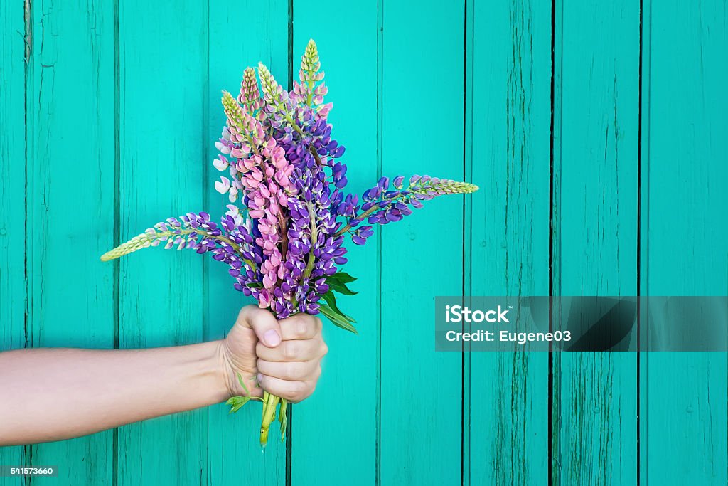 Human hand is holding a bouquet of wildflowers. Celebration scene Lupines on wooden background. Giving Stock Photo